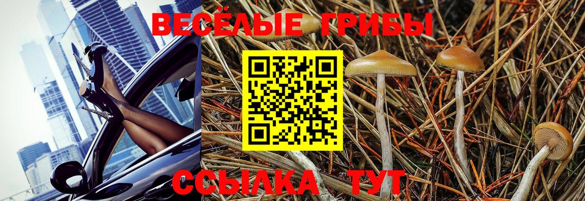 Новосибирск  Псилоцибиновые грибы Psilocybine cubensis  Вход с VPN 